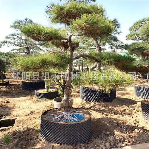 基地批发 造型黑松 大型黑松盆景 工程园林绿化苗木 庭院风景树
